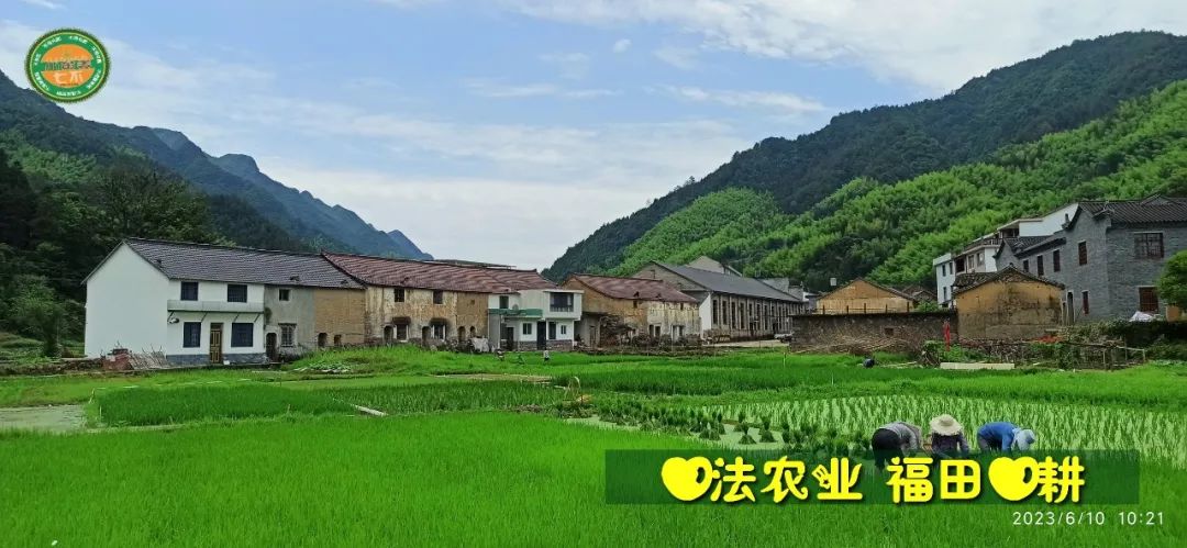 (●'?'●)6月慶祝春播春種順利完成！ 姜膏姜油 端午糯米 會員積分換購特惠 ，2023預售大米 會員折上折 6.18折