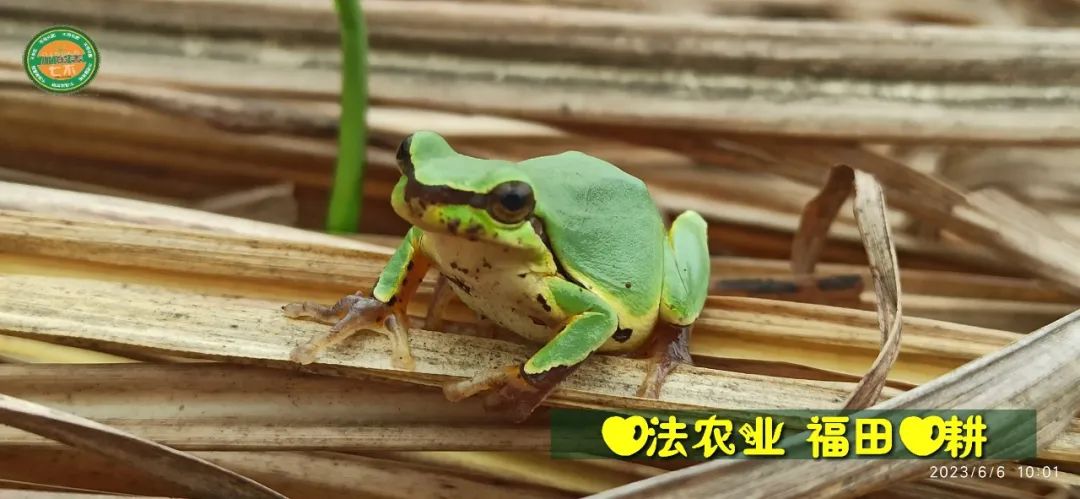 (●'?'●)6月慶祝春播春種順利完成！ 姜膏姜油 端午糯米 會員積分換購特惠 ，2023預售大米 會員折上折 6.18折