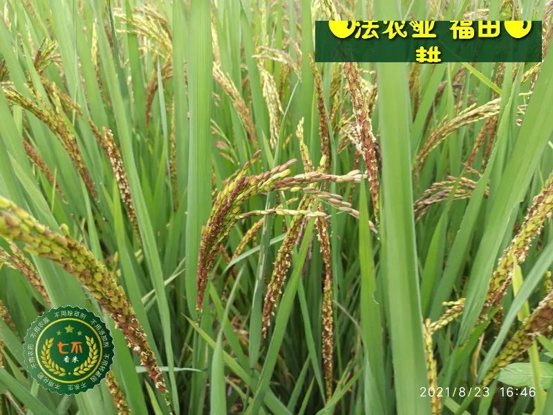 七不水稻即將上市-2021年新米預定月購限時特惠 家庭七不大米/紅米 紅皮大米/糯米/ 黑米/泰兩優217/中浙優H7 宅配送