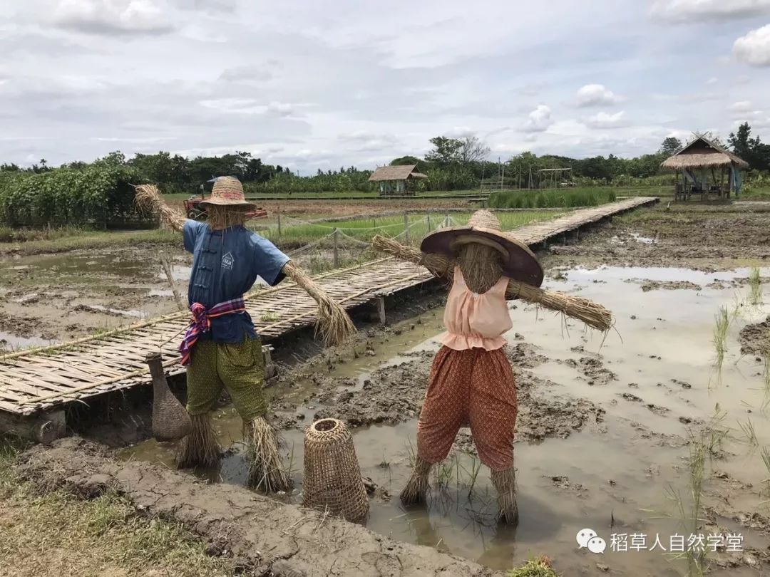 探訪清邁Ginger Farm（2018.7.7）