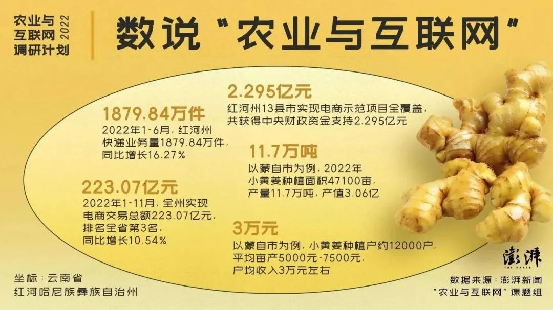 農業與互聯網｜蒙自小黃姜：電商助農穩度“姜周期”