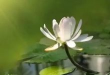 案例分享:幫助耄耋老人走的更安詳的案例-七不姜 生姜養生網-明德CSA生態姜園&明安農業