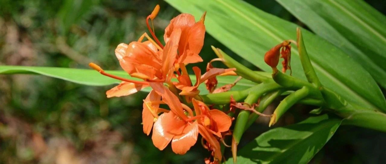 廈門市園林植物園里的姜目植物區...廈門植物園這個園子太神奇了!-七不姜 生姜養生網-明德CSA生態姜園&明安農業
