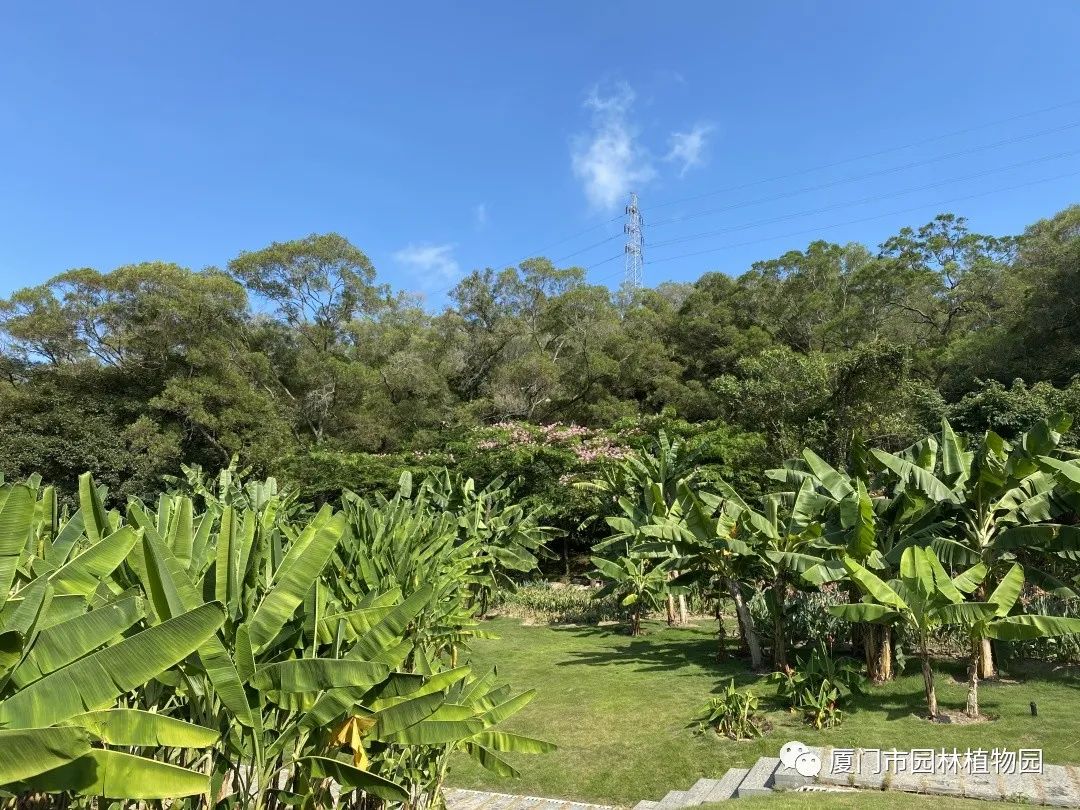 “橙汁”是花不是飲料,旱地里長出蓮花...植物園這個園子太神奇了! “橙汁”是花不是飲料,旱地里長出蓮花...植物園這個園子太神奇了!