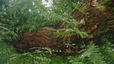 醫圣故事丨石毛姜治“鬼剃頭”-七不姜 生姜養生網-明德CSA生態姜園&明安農業