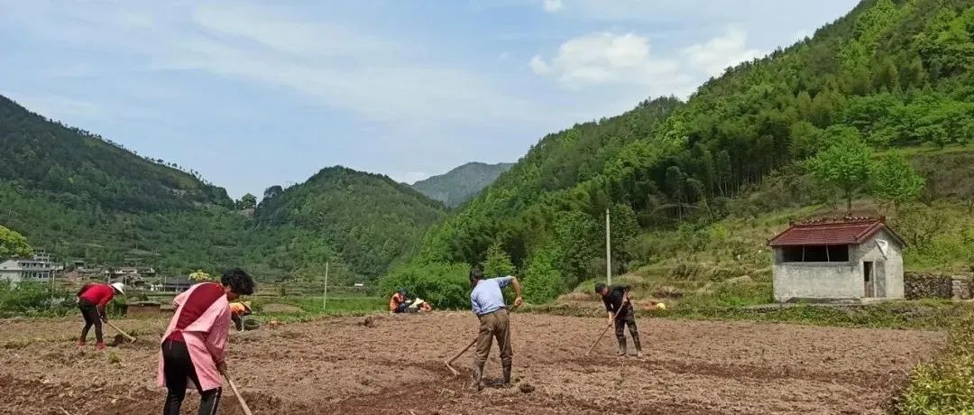 姜/薑:果珍李柰 菜重芥薑。許慎《說文》,《齊民要術》“種姜” 姜/薑:果珍李柰 菜重芥薑。許慎《說文》,《齊民要術》“種姜”