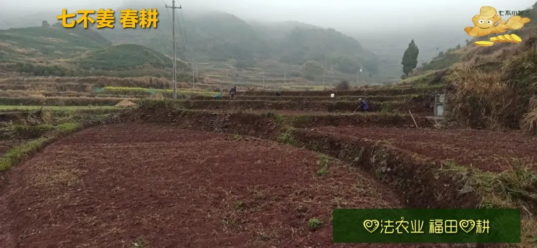 姜/薑：果珍李柰 菜重芥薑。許慎《說文》，《齊民要術》“種姜”