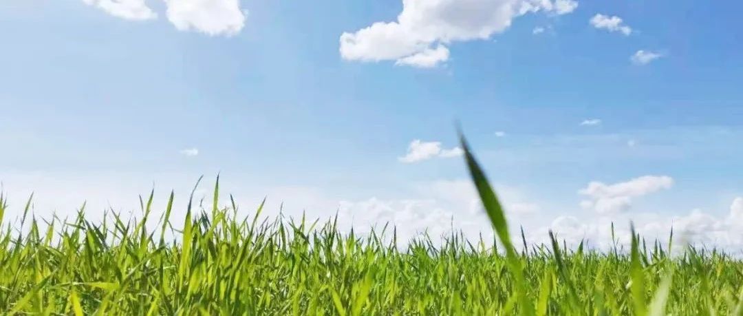 生態農業會導致糧食短缺嗎-七不姜 生姜養生網-明德CSA生態姜園&明安農業