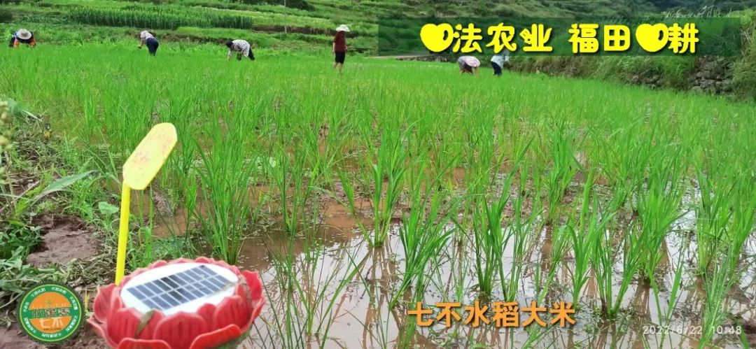 預定有禮-訂購大米送生姜。2022年秋收浙江仙居新米⑤紅秈米④黑米⑨勇優12粳米⑥糯米⑩香米華優18秈米 ⑾嘉豐優2號秈米 預定有禮-訂購大米送生姜。2022年秋收浙江仙居新米⑤紅秈米④黑米⑨勇優12粳米⑥糯米⑩香米華優18秈米 ⑾嘉豐優2號秈米