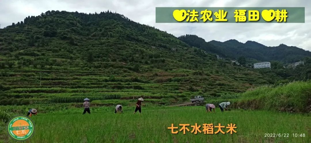 預定有禮-訂購大米送生姜。2022年秋收浙江仙居新米⑤紅秈米④黑米⑨勇優12粳米⑥糯米⑩香米華優18秈米 ⑾嘉豐優2號秈米 預定有禮-訂購大米送生姜。2022年秋收浙江仙居新米⑤紅秈米④黑米⑨勇優12粳米⑥糯米⑩香米華優18秈米 ⑾嘉豐優2號秈米