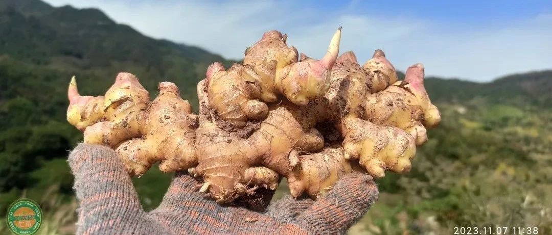 2023年12月 優惠“卷”送給您收下。 慶祝七不姜秋收圓滿! 浙江仙居 七不小黃姜 干姜片 姜粉新上市!?^?ω?^?-七不姜 生姜養生網-明德CSA生態姜園&明安農業