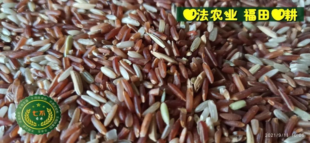 七不紅米水稻9月11日上市現貨銷售-新米限時特惠 家庭大米專場：紅米/糯米/ 黑米/泰兩優217/中浙優H7 品種多質量優