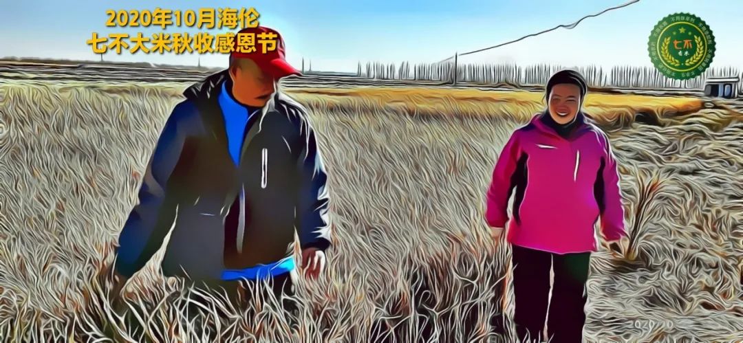 【海倫七不水稻秋收報恩健康行】海倫寒地黑土七不香稻秋收采風 2020.10.24