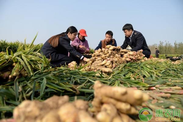 怎么種植生姜？陽臺種植生姜的方法和竅門