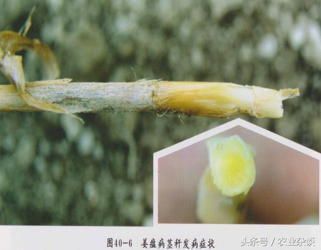 生姜種植戶有福了，這樣做可以提高生姜產量質量