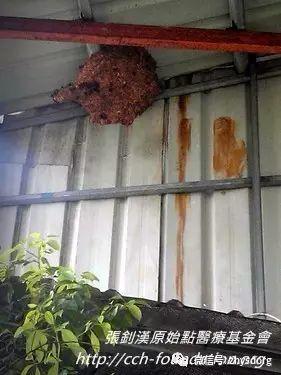 [經驗分享] 原始點應用分享-處理虎頭蜂螫傷-七不姜 生姜養生網-明德CSA生態姜園&明安農業