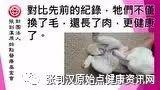 兔子受傷案例-七不姜 生姜養生網-明德CSA生態姜園&明安農業