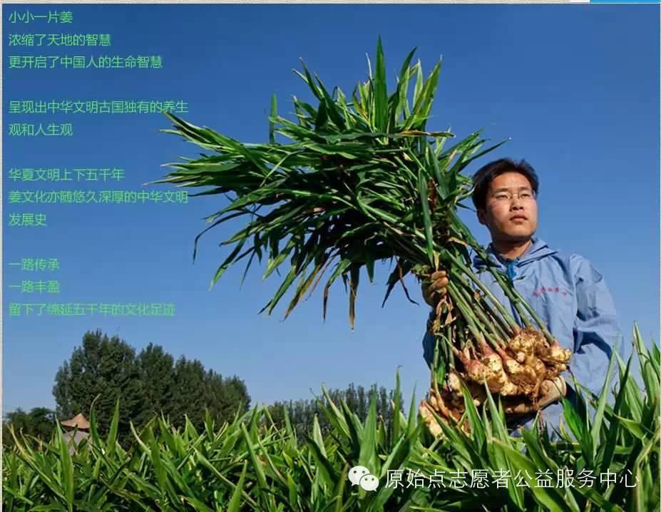 原始點姜的應用