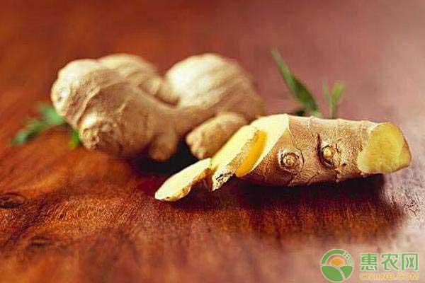 怎么種植生姜？陽臺種植生姜的方法和竅門