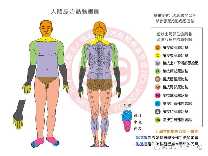 怎樣給自己按背部的原始點? 原始點生活小善用-七不姜 生姜養生網-明德CSA生態姜園&明安農業
