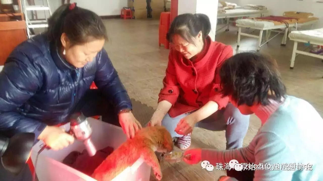 動物案例分享:原始點調理小狗狗受涼感冒拉肚子的案例-七不姜 生姜養生網-明德CSA生態姜園&明安農業