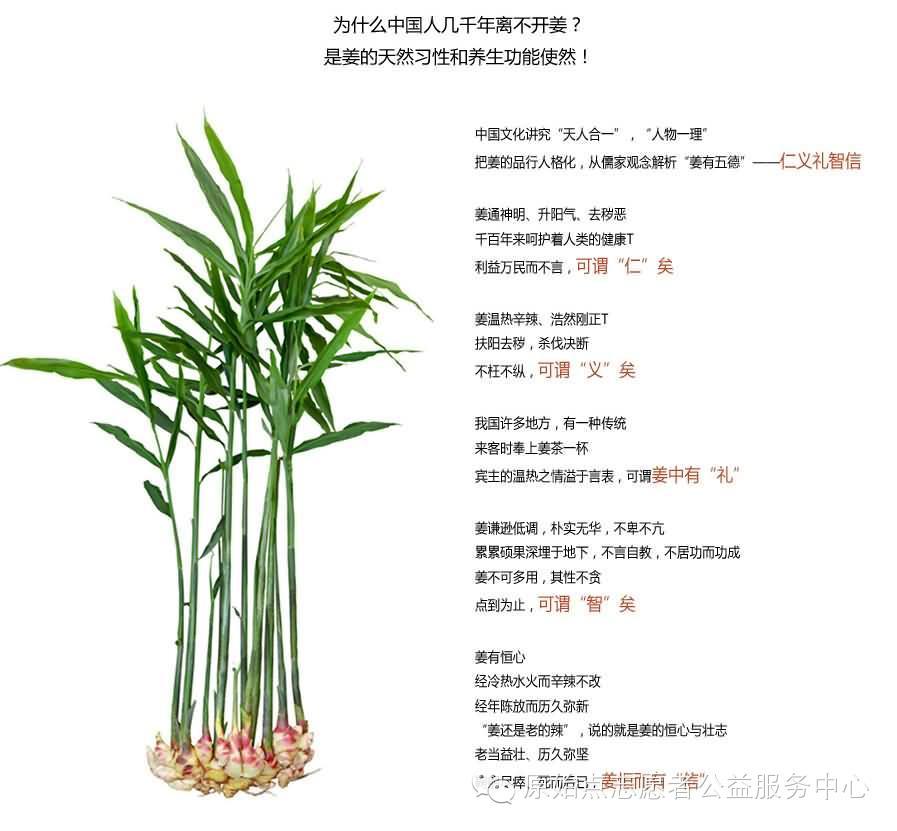 原始點姜的應用
