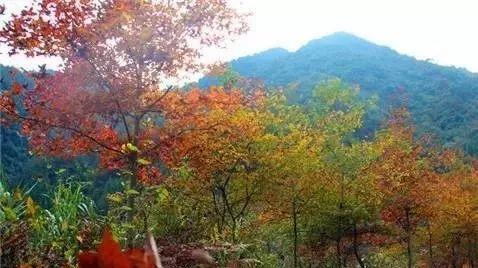 仙居還有這樣的風景!你有沒有去過?- 秀美仙居 慈孝仁莊 明德生態姜園“七不”良心小黃姜發源地-七不姜 生姜養生網-明德CSA生態姜園&明安農業