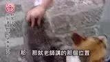 寵物犬案例-七不姜 生姜養生網-明德CSA生態姜園&明安農業