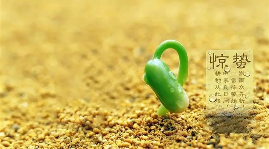 驚蟄的食物,必須有姜!(陽氣大動,風邪最盛)-七不姜 生姜養生網-明德CSA生態姜園&明安農業