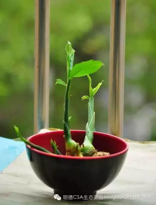 生姜發綠、長芽還能吃嗎？