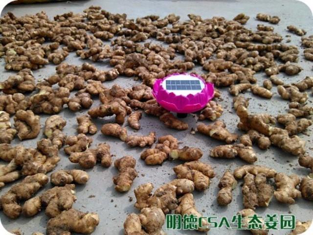 簡報:3.5-3.28日 姜園選購 篩選 晾曬姜種3萬5千斤-七不姜 生姜養生網-明德CSA生態姜園&明安農業