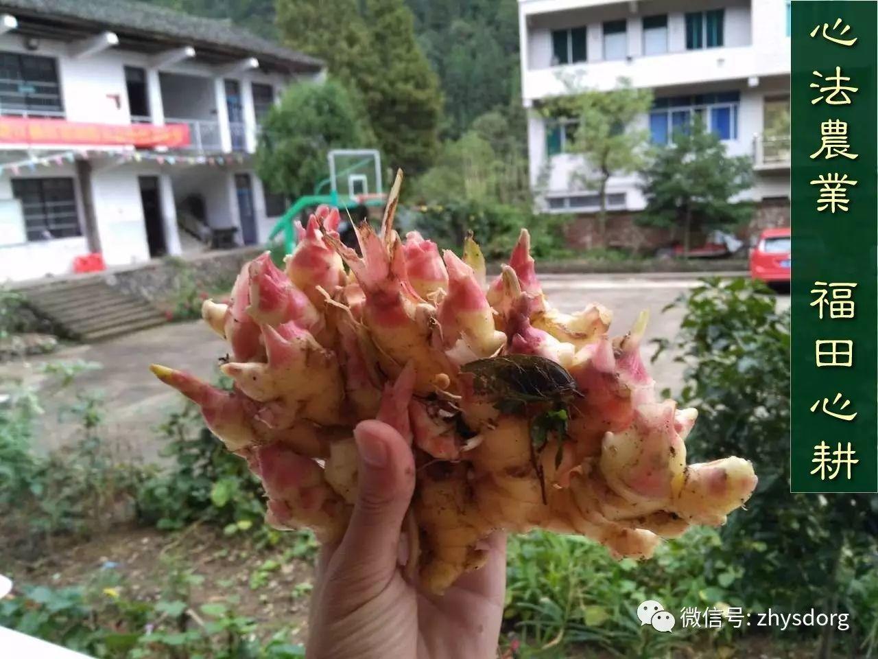 原始點全球同學群 有關鮮姜與成品的提示： ( 人參紅參應做如是觀 2017.3.15)