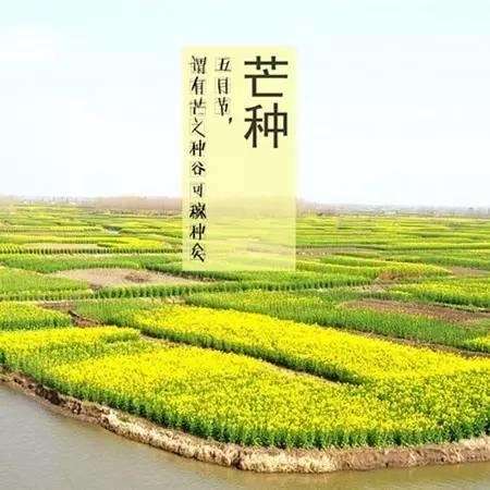 俗語說：芒種食姜，醫生不忙。