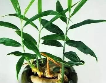 家里種生姜,全家都安康! 盆栽姜 有竹韻!-七不姜 生姜養生網-明德CSA生態姜園&明安農業