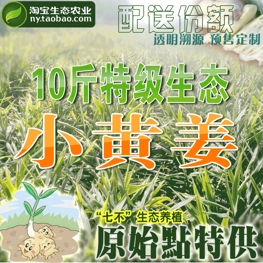 [有獎問答]原始點鮮姜的購買和使用調查統計