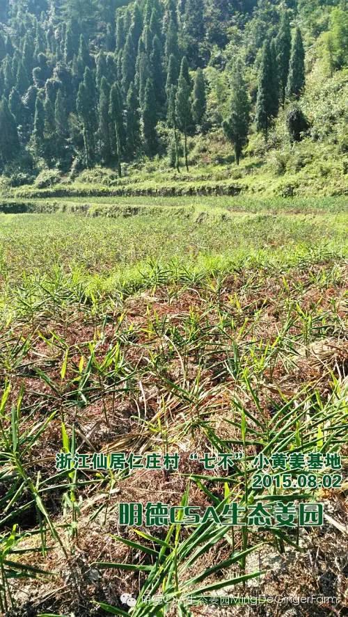 明德生態姜園“七不”生態小黃姜鮮姜10斤份額 包郵預售特惠 全年免費代存儲