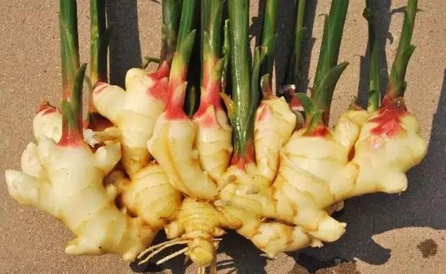 【生姜是啥?】難道不是調味料?-七不姜 生姜養生網-明德CSA生態姜園&明安農業