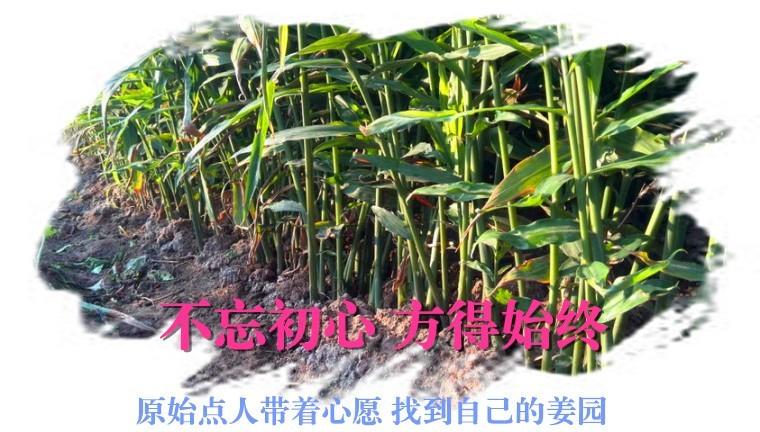 CSA生態姜園的選址:東方圣城曲阜姚村鎮現代農業科技示范園-七不姜 生姜養生網-明德CSA生態姜園&明安農業