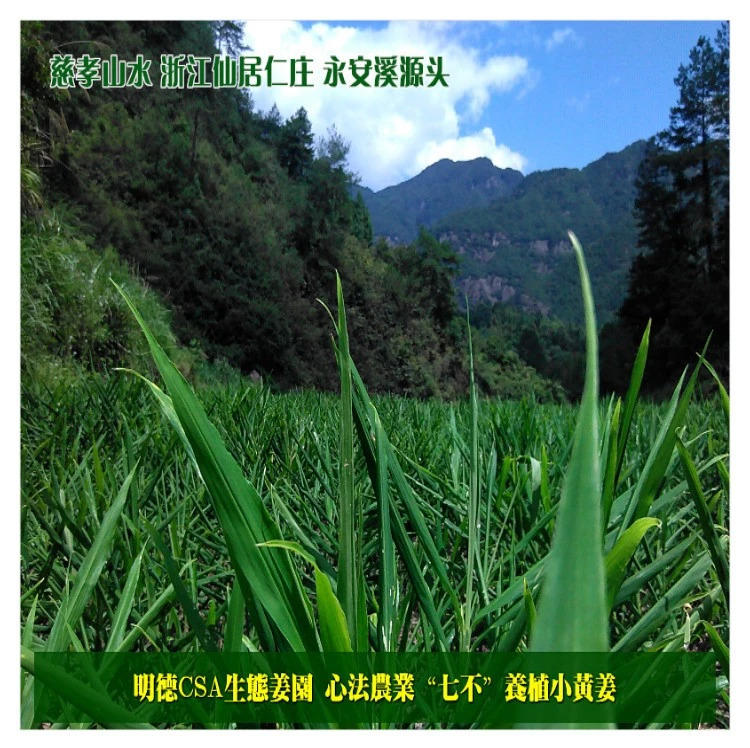 秒奪特價 七不姜-七不姜 生姜養生網-明德CSA生態姜園&明安農業