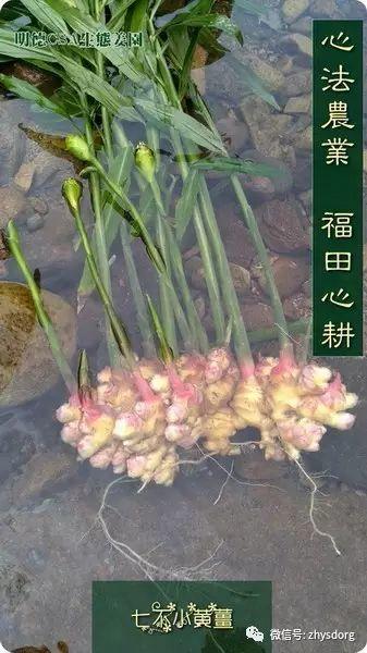 你了解原始點內熱源 姜（薑）的種類和應用嗎？