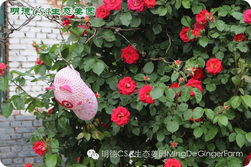 做農業必懂的19個創意流行概念