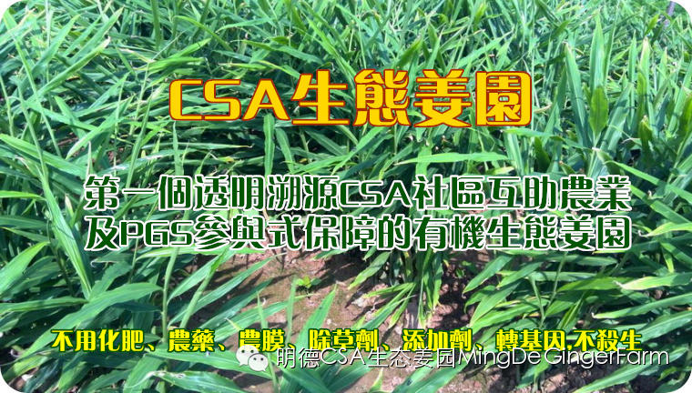 尋找姜園合伙人，邀您一起建設原始點原生態小黃姜農場