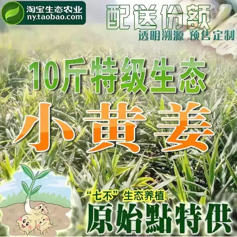 明德生態姜園“七不”生態小黃姜鮮姜10斤份額 包郵預售特惠 全年免費代存儲-七不姜 生姜養生網-明德CSA生態姜園&明安農業