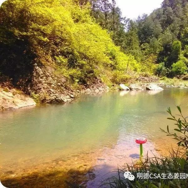 醫與湯藥-七不姜 生姜養生網-明德CSA生態姜園&明安農業
