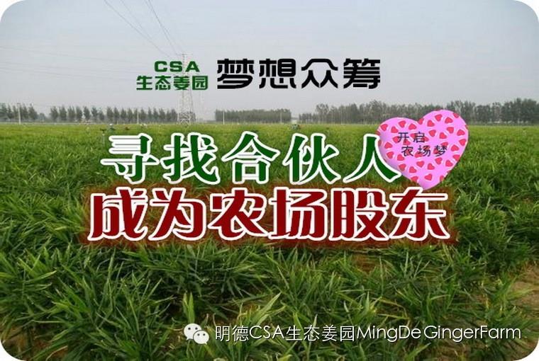 尋找姜園合伙人,邀您一起建設原始點原生態小黃姜農場-七不姜 生姜養生網-明德CSA生態姜園&明安農業