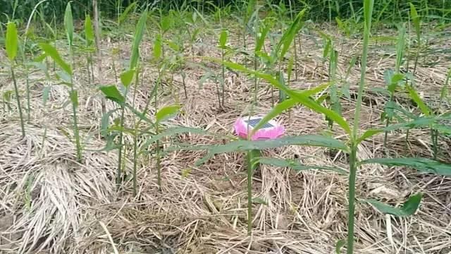 團購姜丸 純正“七不”小黃姜姜丸原始點保健食用內熱源 100克加送25克 特級恭制