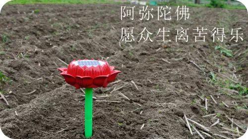提前訂購預售特惠 2019年原始點藥用‘七不’小黃姜干姜片1斤 包郵 明德生態姜園心法農業恭制