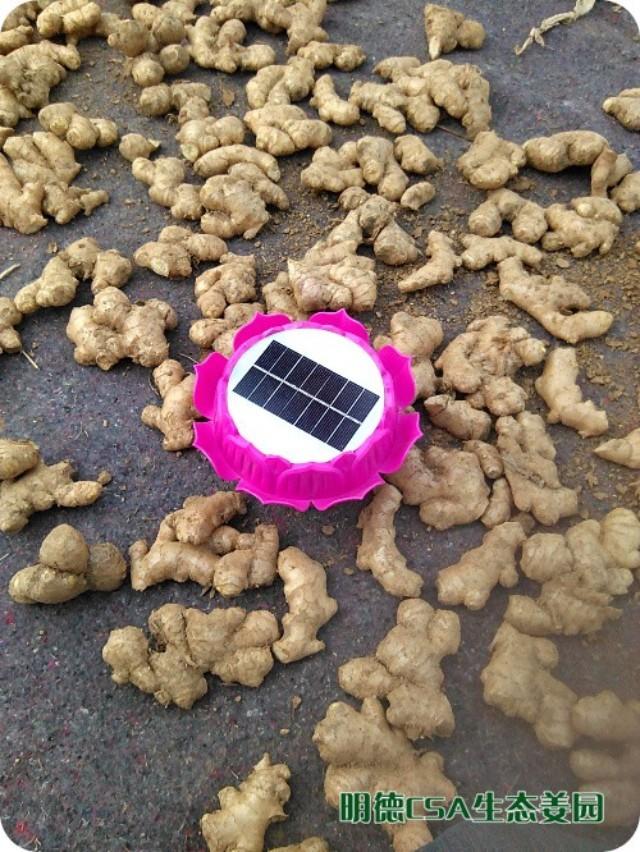 小黃姜種植技術圖文詳解-七不姜 生姜養生網-明德CSA生態姜園&明安農業