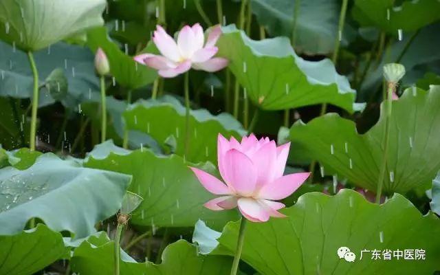夏至養生要點，中醫專家話你知