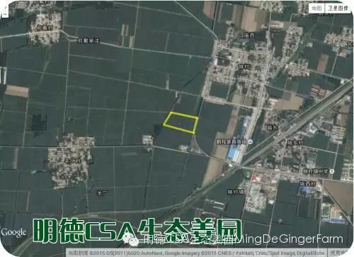 明德CSA生態姜園 姜東土地份額（勞動份額及配送份額）溝壟選購圖集